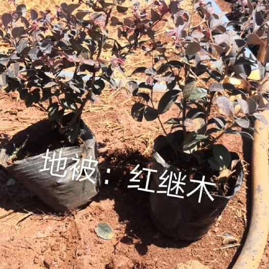 海口黑珍珠红继木  红继木