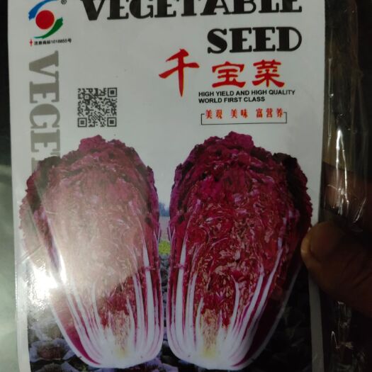 夏邑县紫白菜种子 千宝白菜