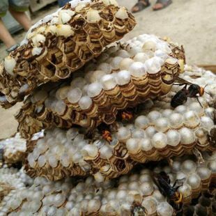 永顺县 大黄蜂蜂蛹