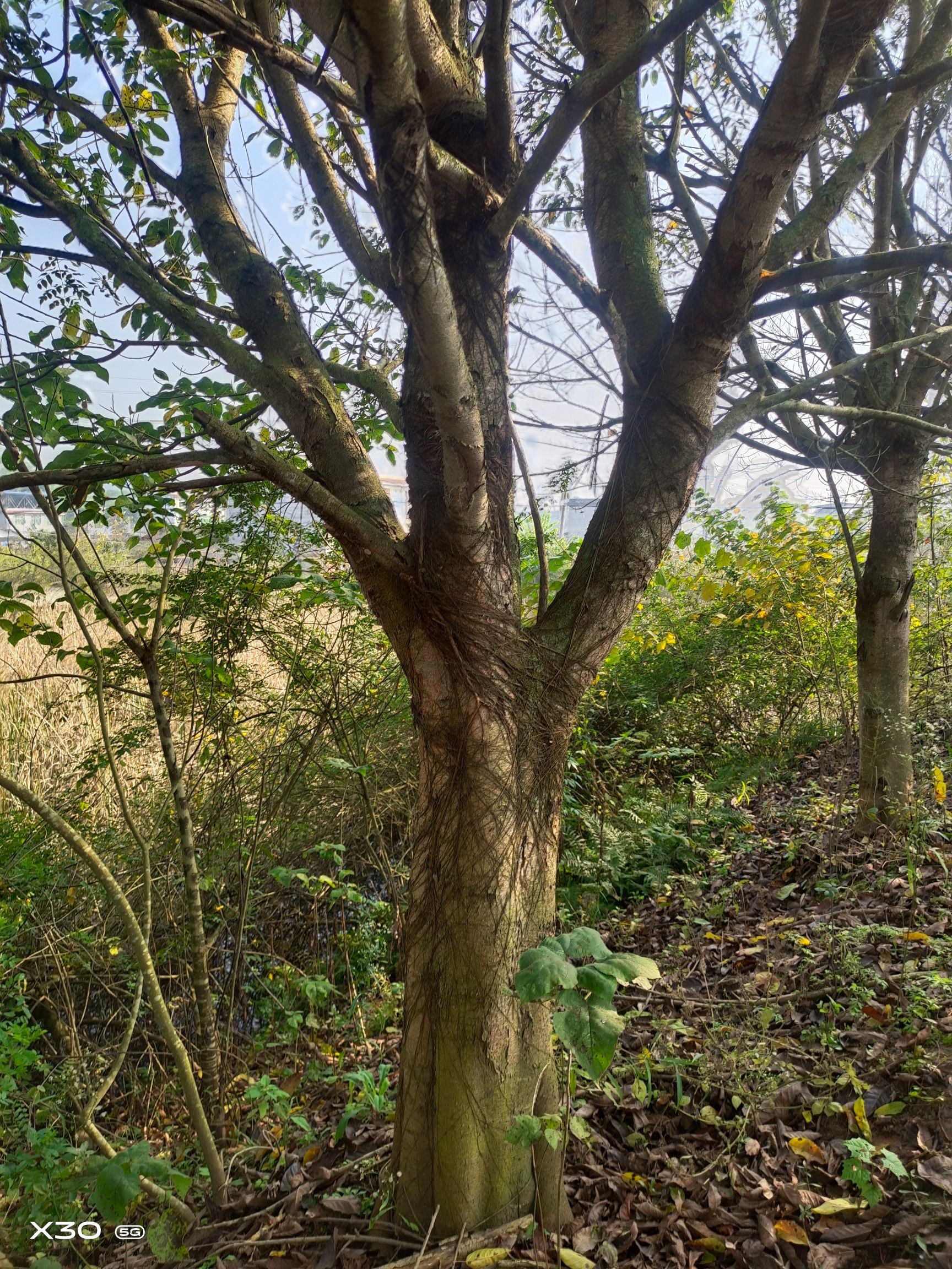 黄葛树苗  黄果树，大叶榕，黄葛树