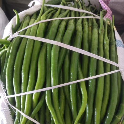 昌乐县线椒