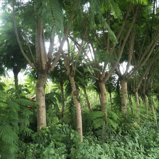  兰花楹15－20公分有些量