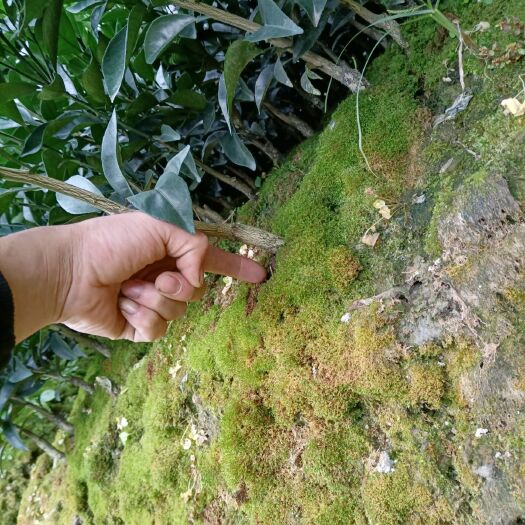 秀山 纽荷尔脐橙苗，根须发达，死苗补发