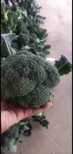 紫包菜 个头均匀二斤起步