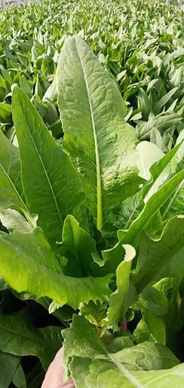 滦南县大油麦  本地油麦菜大量上市生菜苦菊可配花车全国发货需要的老板联系我