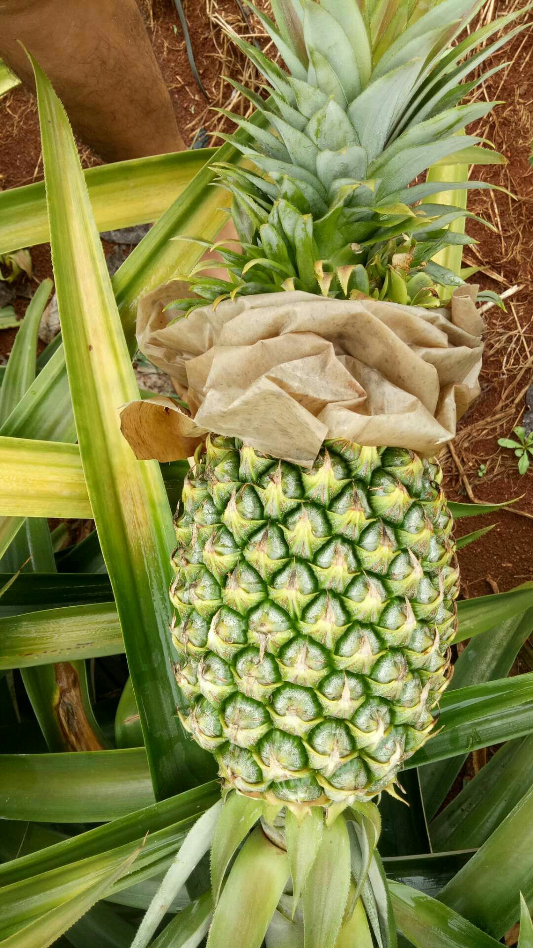 金钻凤梨  海南凤梨，汁多口感细，不放盐水，不掏眼可直接使用