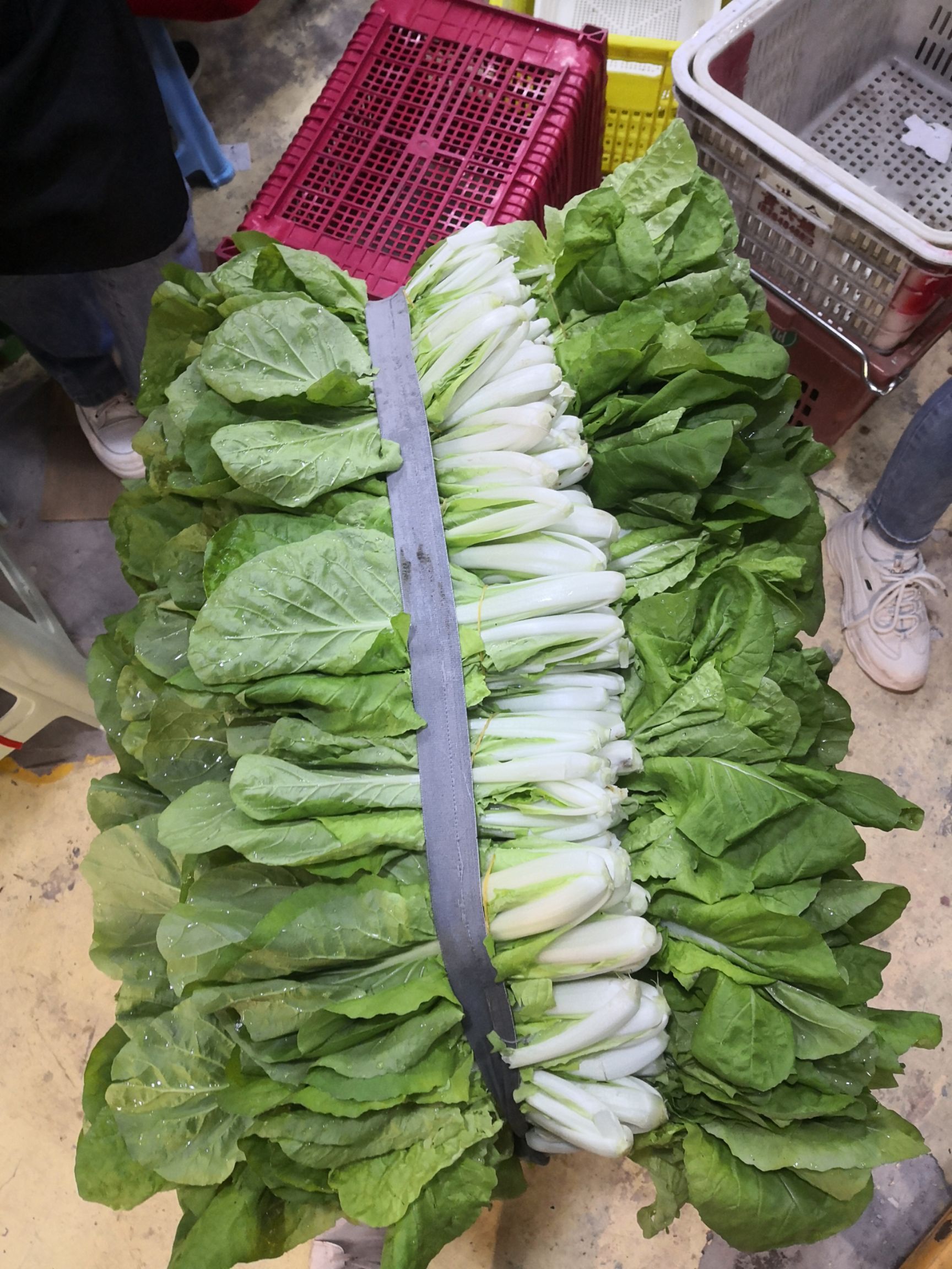 奶白菜  小白菜第一批上市了