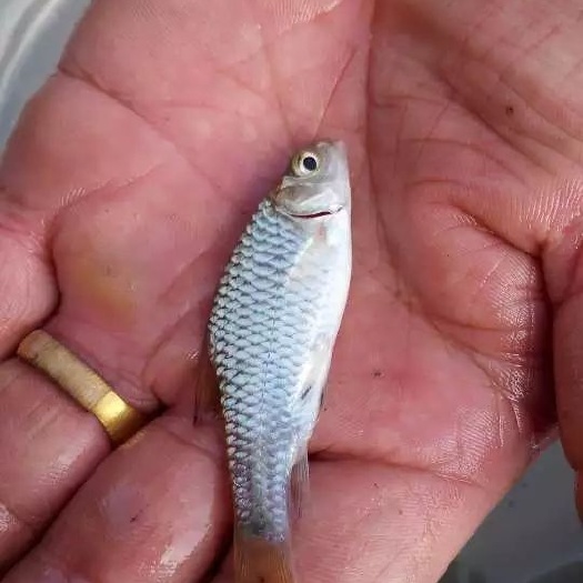 南宁青竹鱼苗批发供应