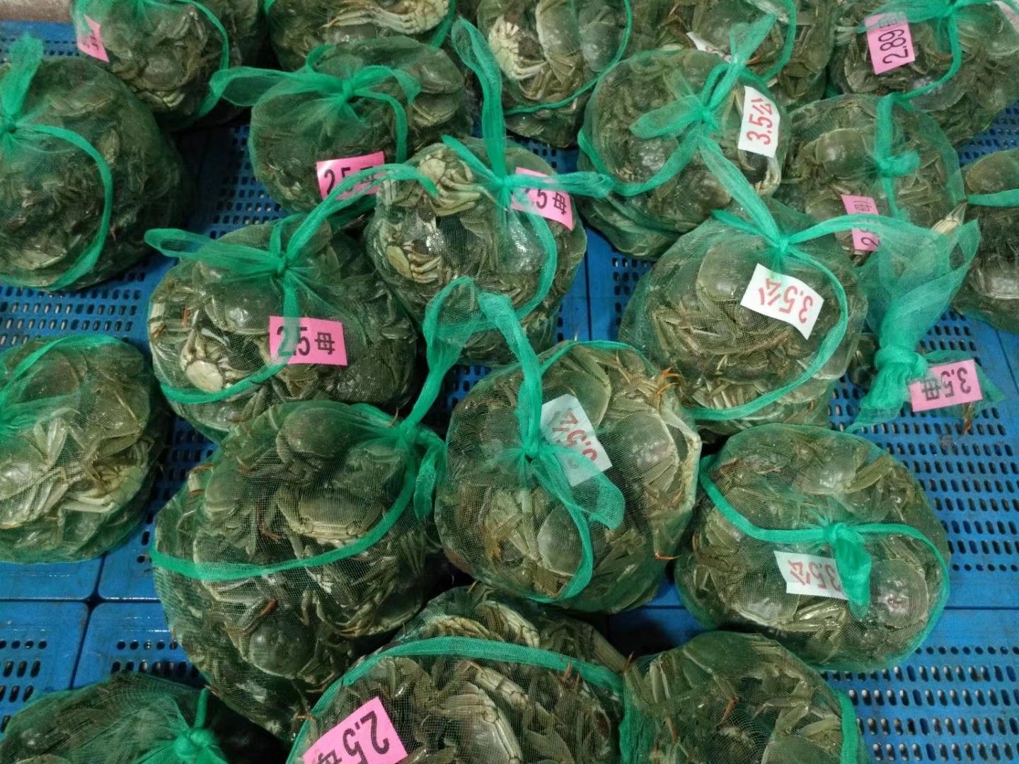 江苏盱眙清水大闸蟹2两以上公母螃蟹 毛蟹底质洁净 膏蟹