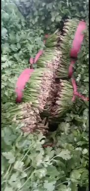 鄄城县大叶香菜 香菜大量供应