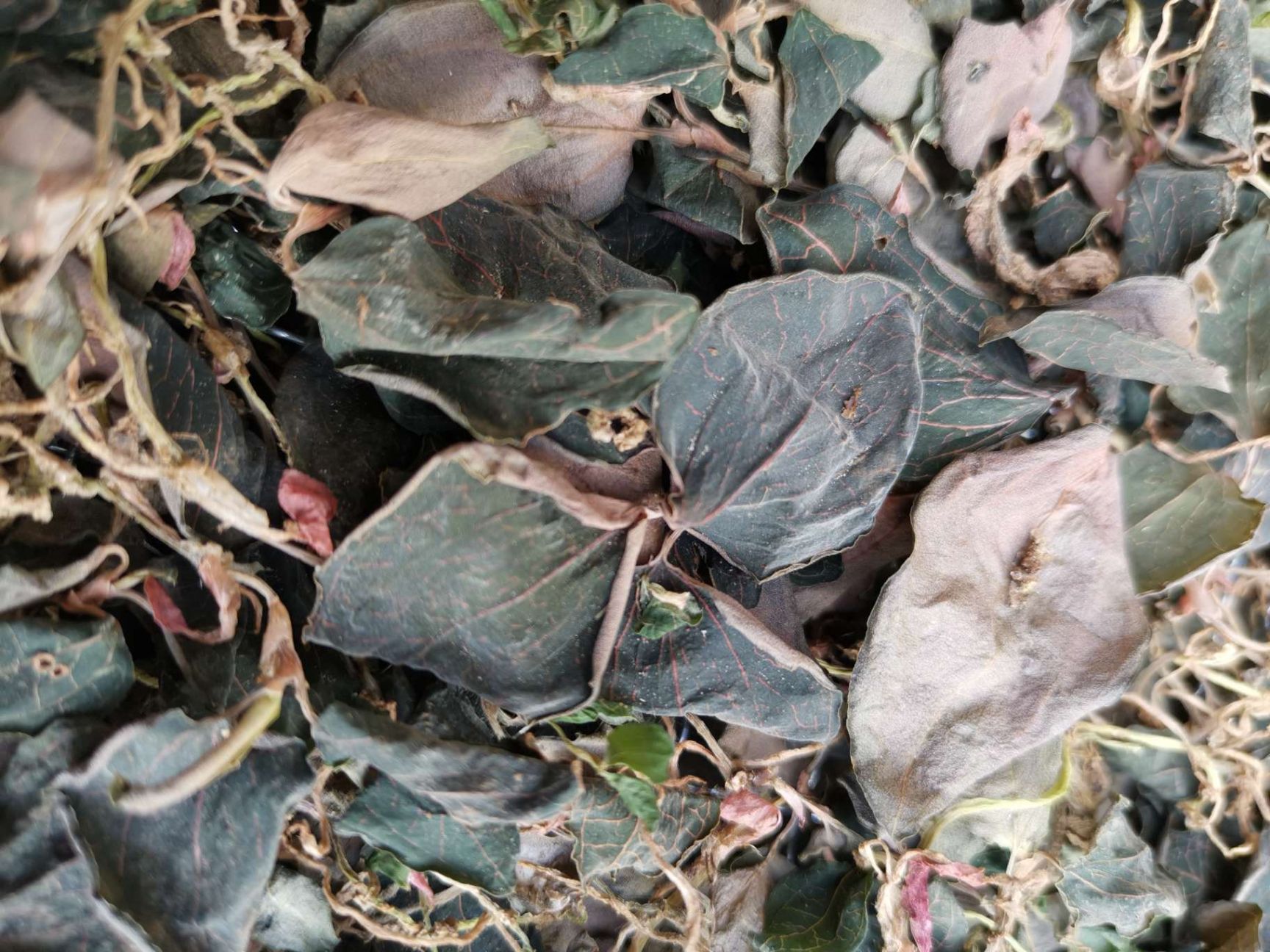 云南普洱本地嘢生金线莲（金丝草）
