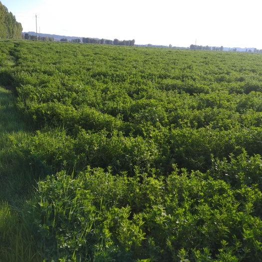 永昌县苜蓿草  甘肃永昌优质苜蓿干草 RFV>150小捆装车价