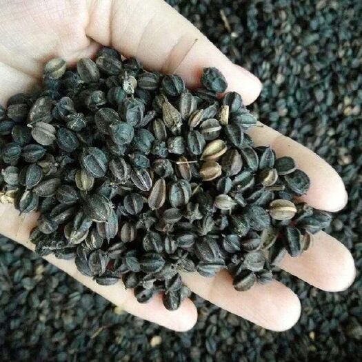 刺嫩芽种子  刺五加