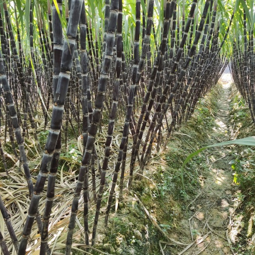 甜甜的黑皮甘蔗，现砍现售，包装车！！