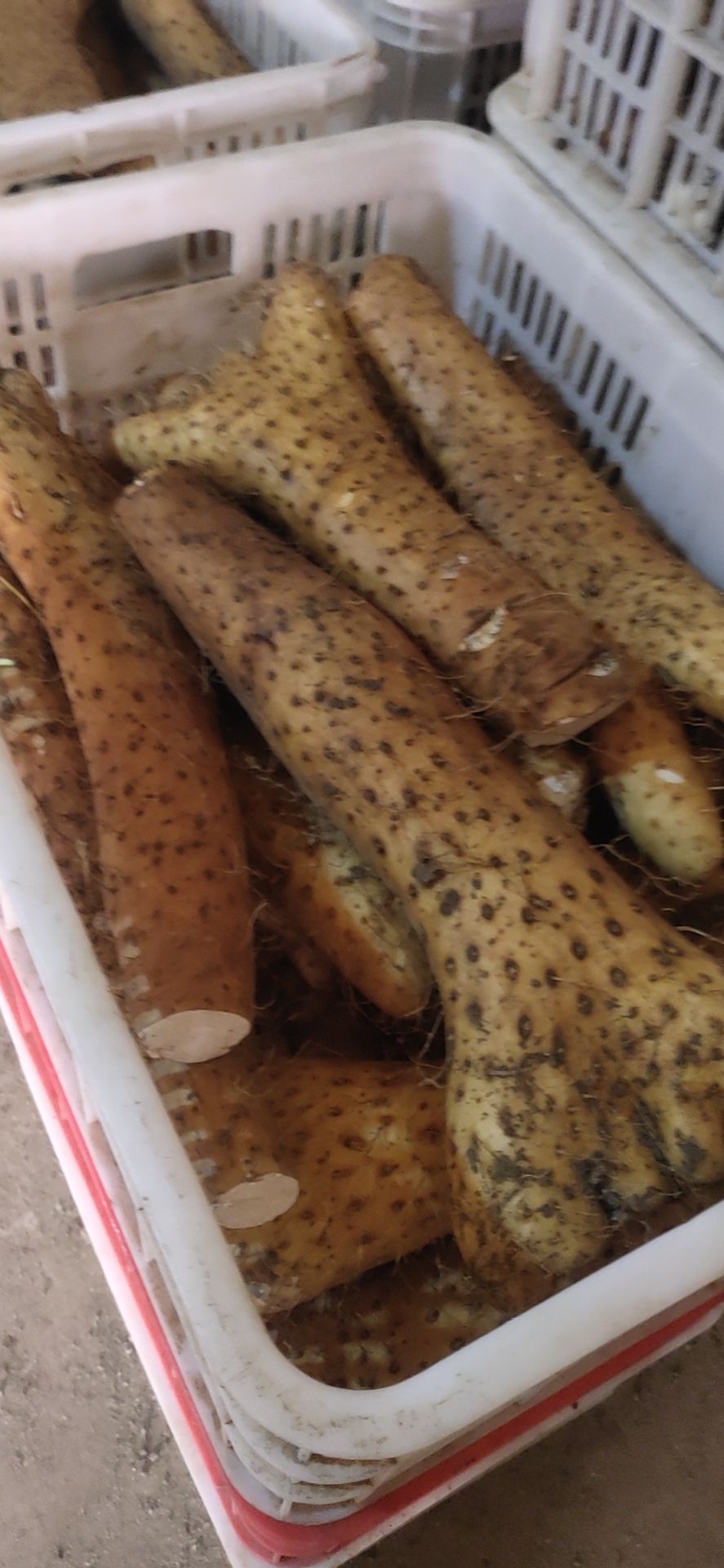 白玉山药  白玉牛腿面山药  精品巴掌货 口感好