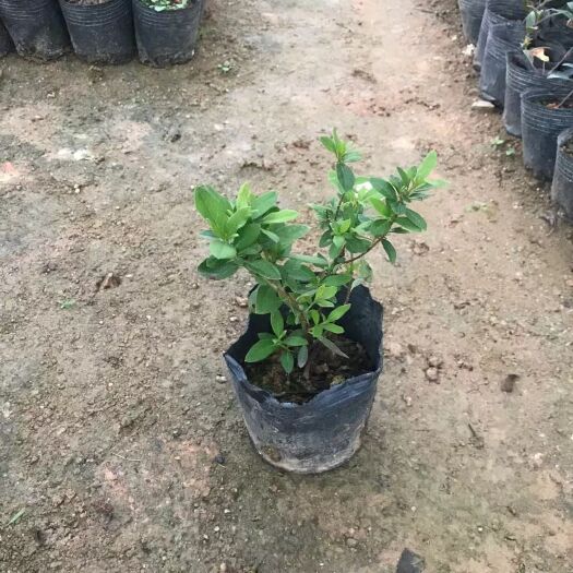 普宁市杜鹃花盆栽 毛杜鹃花苗 映山红花卉绿植四季 袋苗根系发达