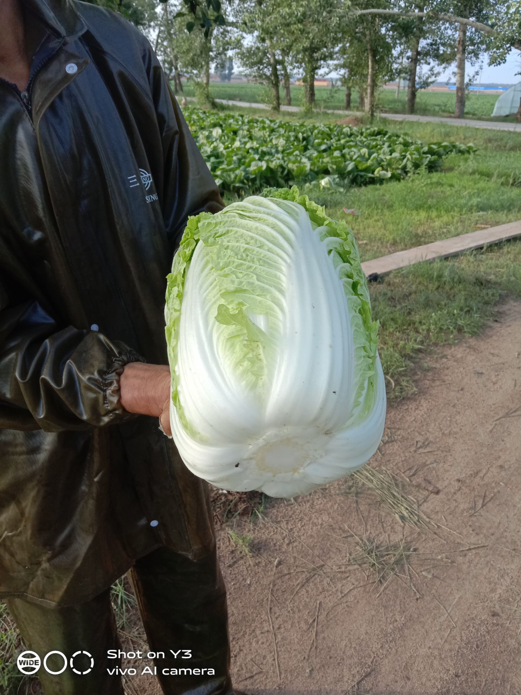  玲珑黄白菜，北京新三号白菜，大量有货，需要的联系我