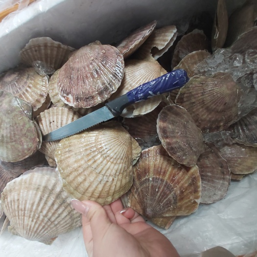 昆明虾夷扇贝  鲜活扇贝