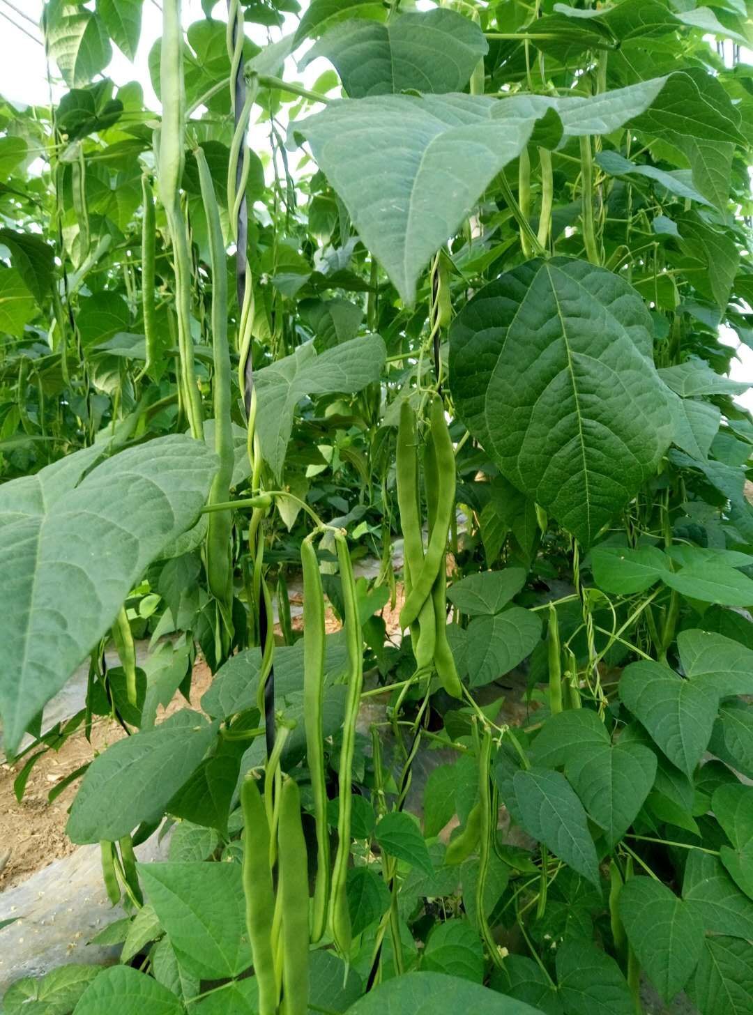 扁豆种子  奥美荚 新三扁  扁豆架豆种子 包邮，24小时发