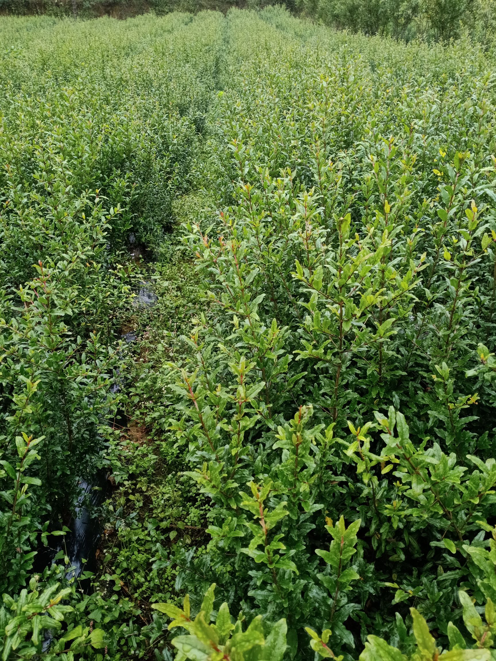 红如意软籽石榴树苗 突尼斯软籽石榴，基地有苗现货直供
