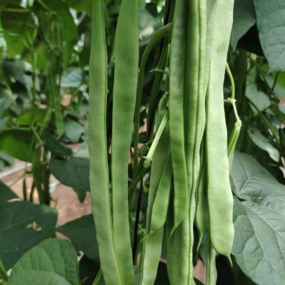 扁豆种子  奥美荚 新三扁  扁豆架豆种子 包邮，24小时发