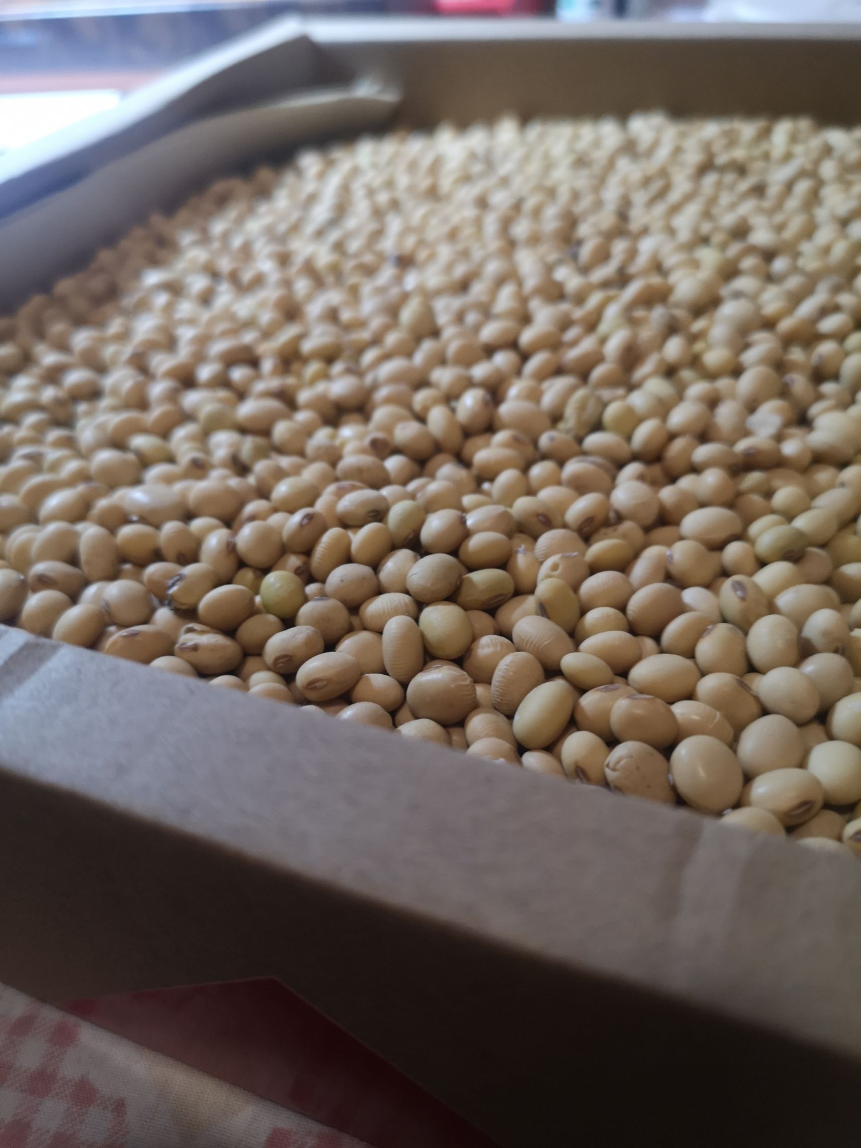 大豆  传统黄豆，级别