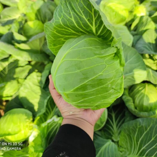 京山市旺旺甘蓝  湖北荆门亚非旺旺大量上市