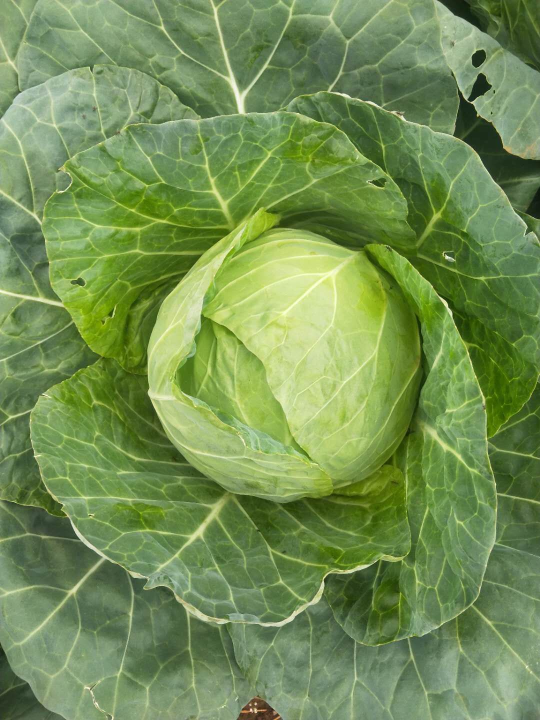 精品甘蓝圆包菜，保质保量，喜欢的老板可以联系了