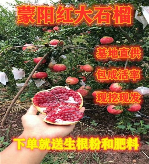 平邑县 蒙阳红石榴苗 保证品质 现起现发 果大味甜