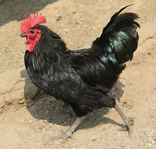 略阳县土鸡乌鸡