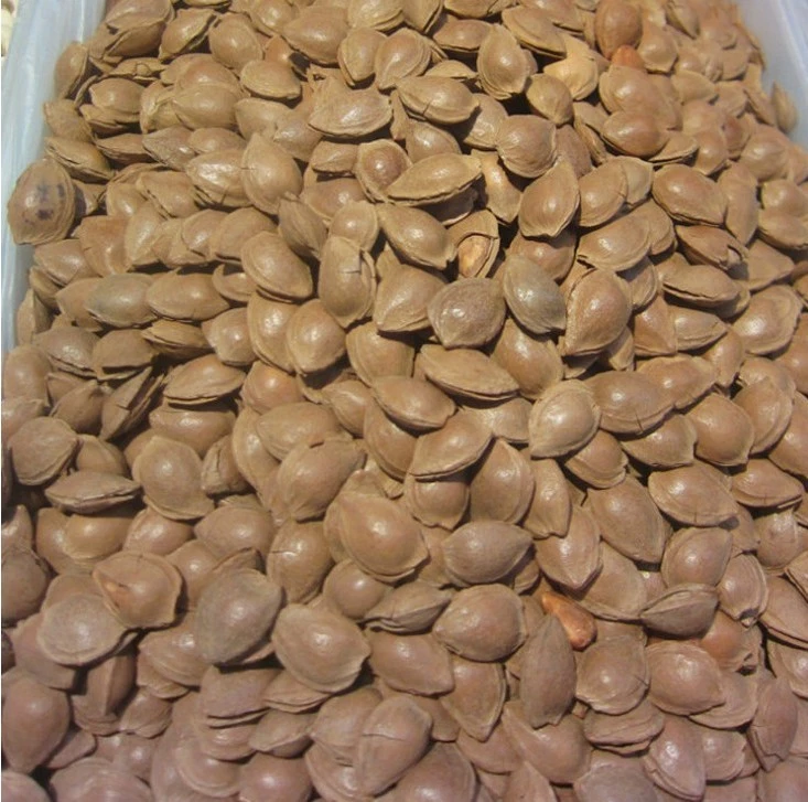 开口杏仁 五香开口杏仁奶香开口杏仁跑江湖地摊货源热卖新品