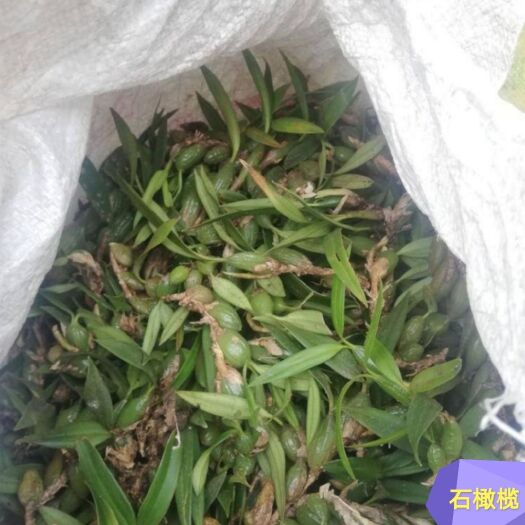 潮州石橄榄  新鲜货双叶小果货美价实，熬汤味道清甘鲜香