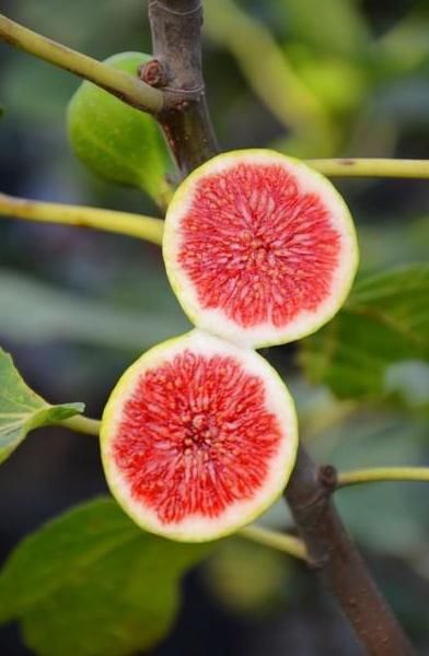  青皮无花果树苗 含糖量高 耐寒 成活率高 南北方种植