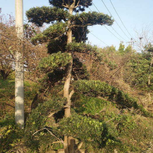 杭州短叶罗汉松  原生中小叶罗汉松桩，杭州本地货