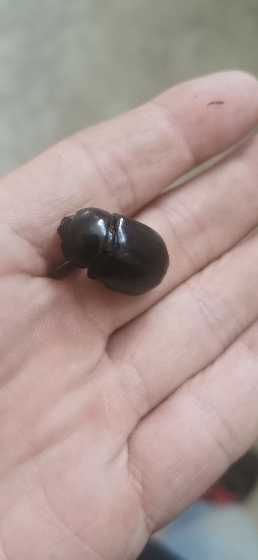 豆虫  新货油壳郎