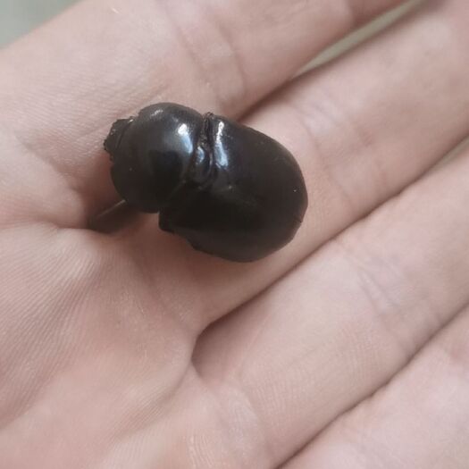 沧州豆虫  新货油壳郎