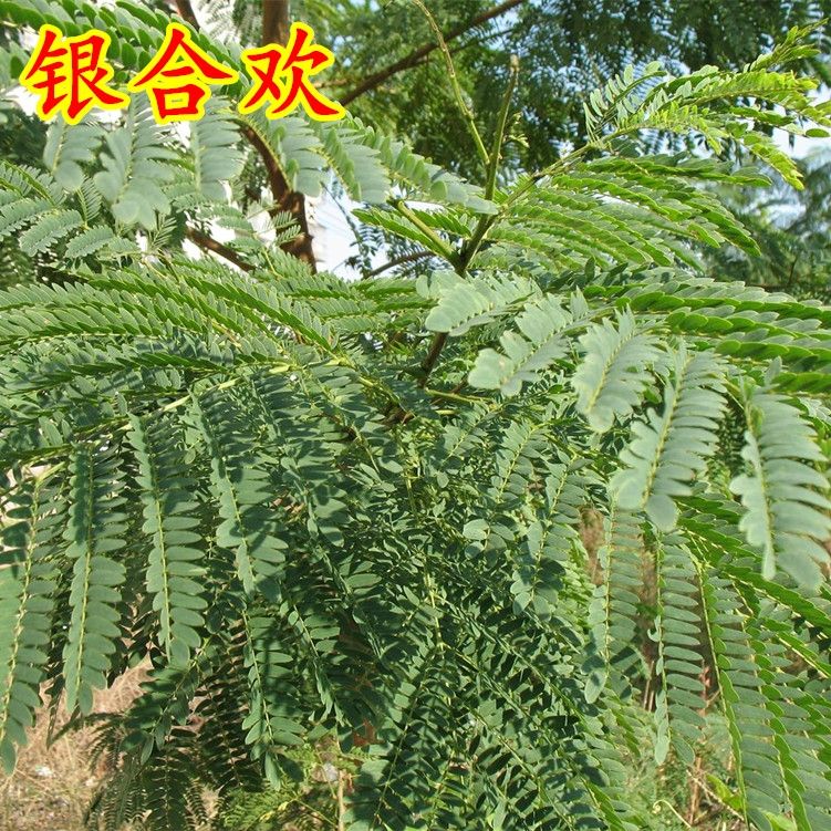 红花合欢种子 粉红合欢籽山合欢绒花树种子 银合欢种子金合欢种