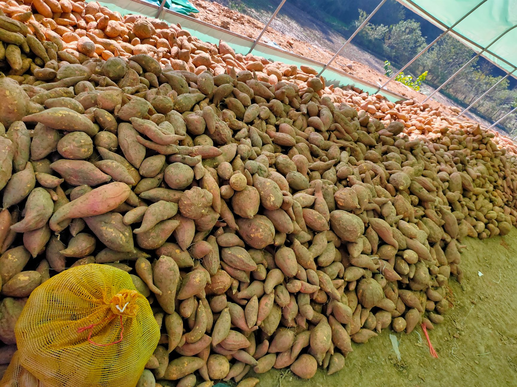 烟薯25号，烤红薯专用红薯，香甜软腻，西瓜红红薯也有