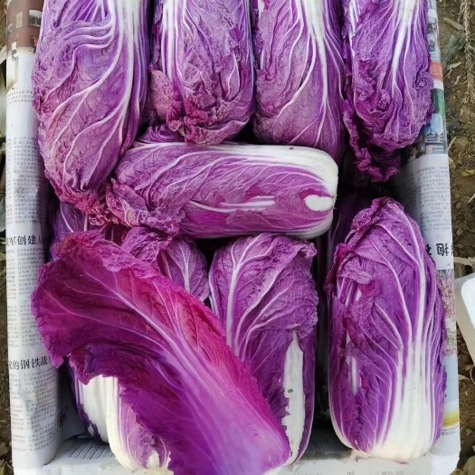 紫白菜
