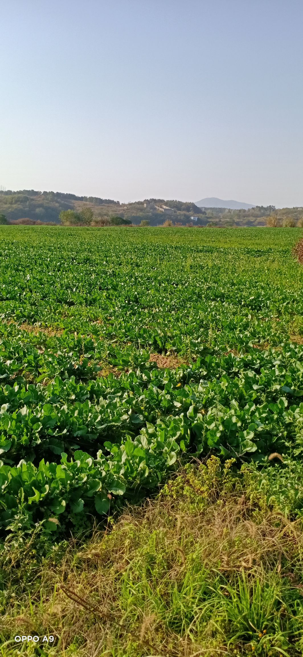 白萝卜  蔬菜种植基地萝卜批发