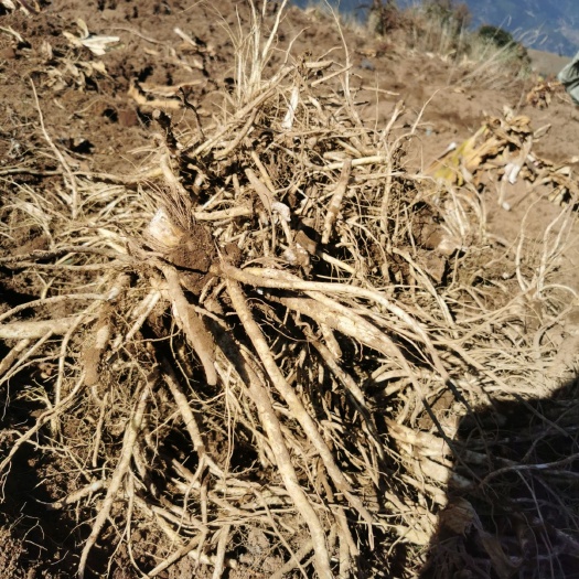 香格里拉大秦艽 