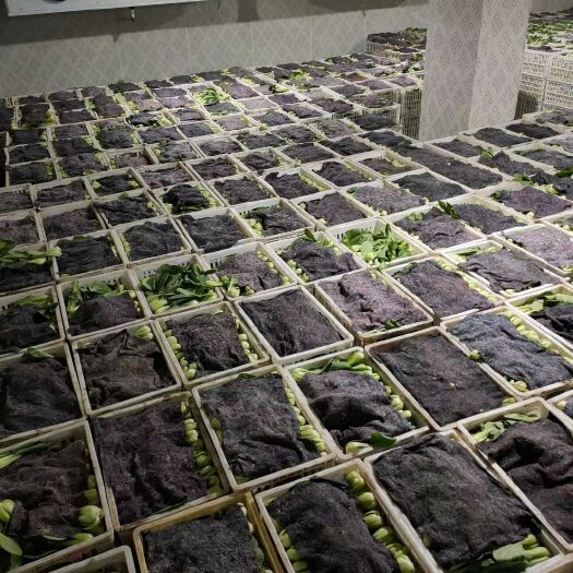 太和县 上海青 广东菜心蔬菜专卖