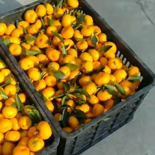 凤台县蜜桔  丰宁蜜橘早熟上市   水果店