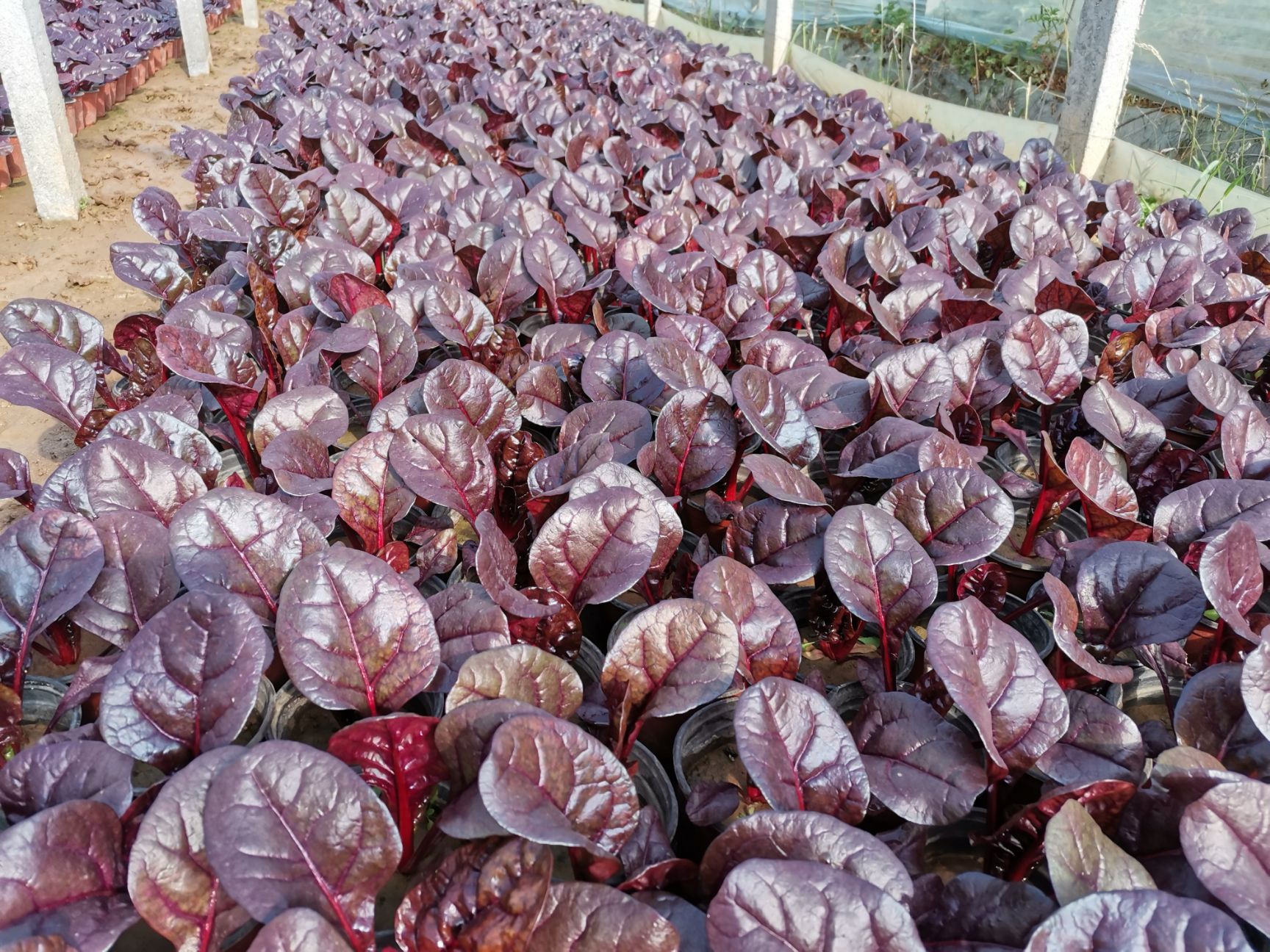 红叶甜菜红叶菠菜绿化用苗组摆用花观叶植物耐寒植物