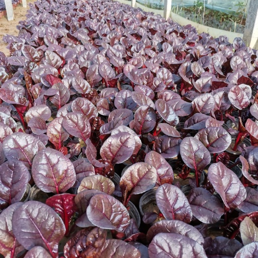 青州市红叶甜菜红叶菠菜绿化用苗组摆用花观叶植物耐寒植物
