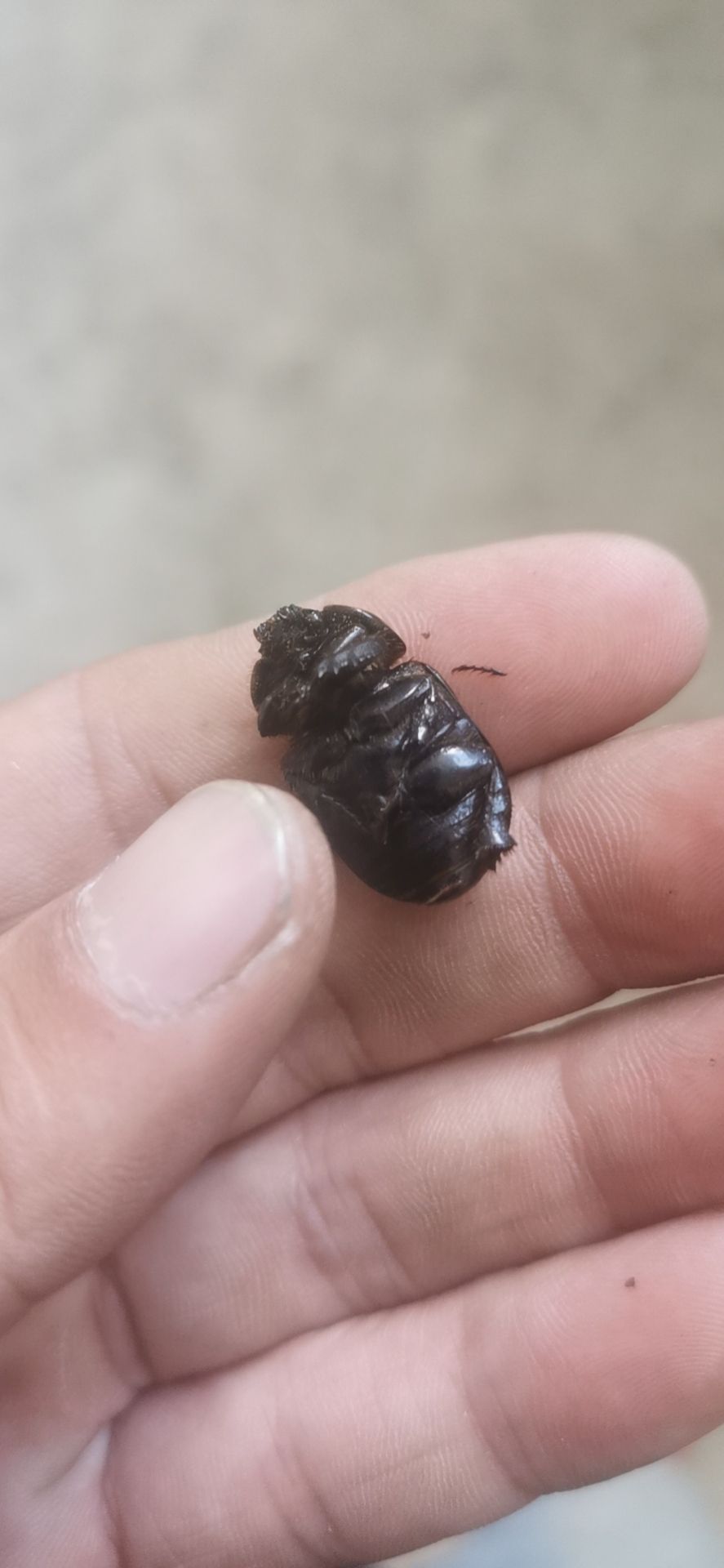 豆虫  新货油壳郎