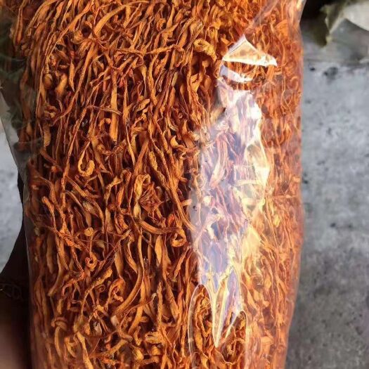 成都人工培植虫草花  无硫笋条 无硫虫草花