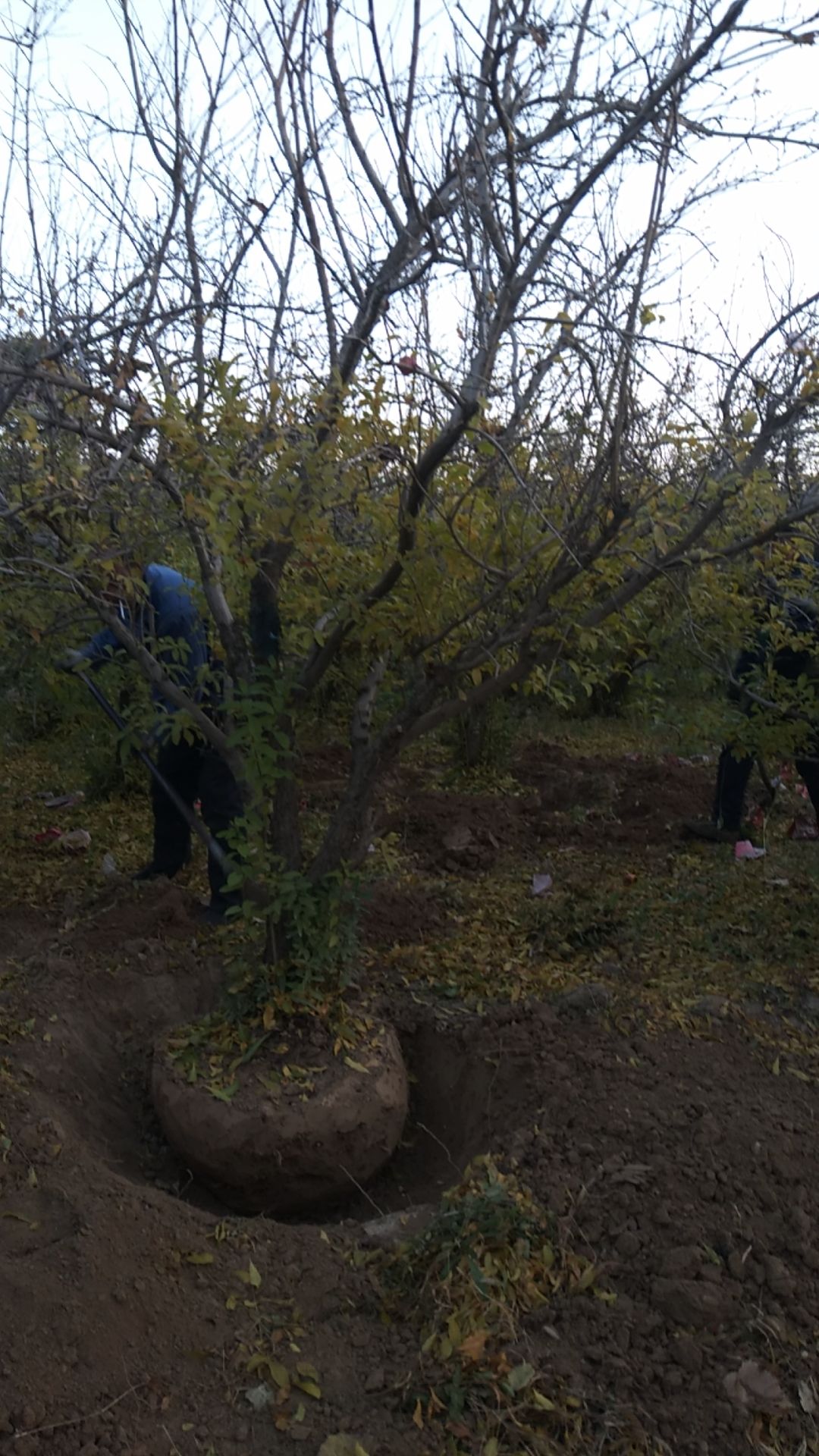 造型石榴树 12-15公分石榴树杆直冒圆