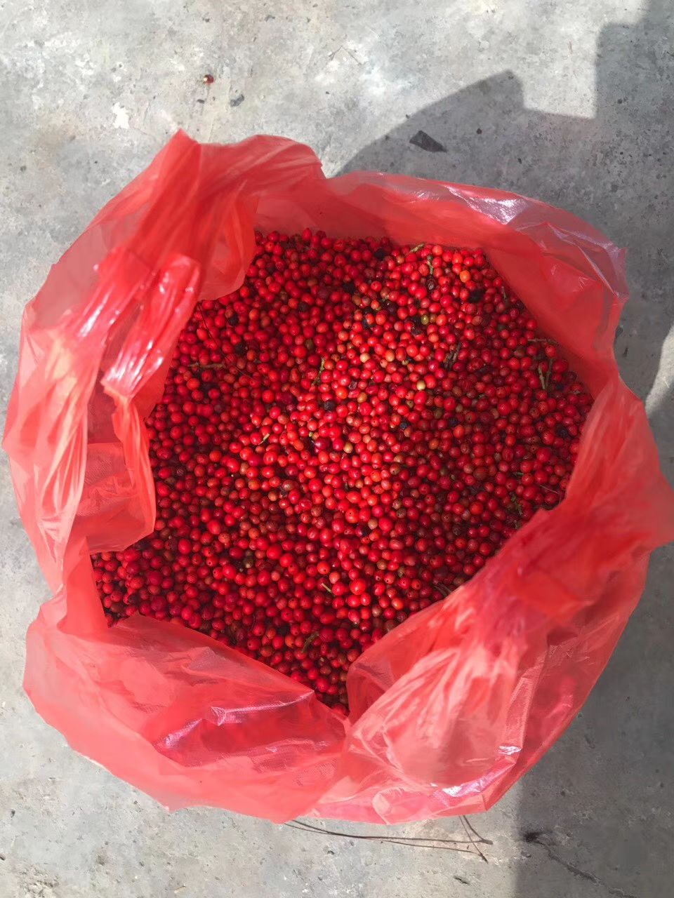 草珊瑚种子，肿节风种子，九节茶种子