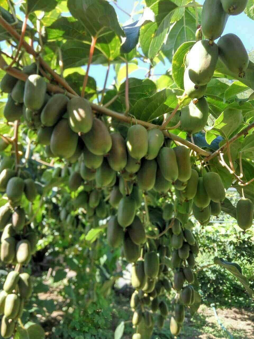 软枣猕猴桃苗  软枣泥猴桃树苗当年结果苗 辽宁本地嫁接苗